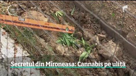 Imagini ca din celebrul oraş Medellin, Columbia, au fost suprinse într-o comună din Iaşi. Mascaţii au descoperit o cultură uriaşă de cannabis