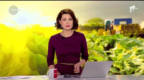 Greșeala majoră pe care o fac producătorii de varză din comuna Lunguleţu! De ce rămân cu marfa nevândută