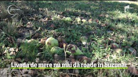 Au mere din belşug, dar nu au ce face cu ele. O situaţie cu care se confruntă mulţi localnici din Banat
