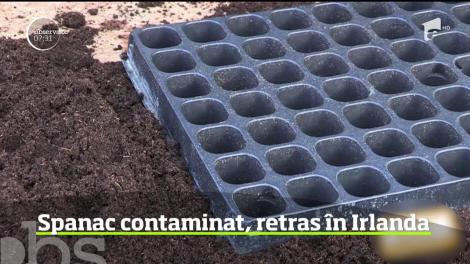 Este alertă în Irlanda, după descoperirea unor noi legume contaminate cu bacteria Listeria