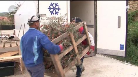 Au pariat totul pe cătină şi au ajuns să deţină afaceri înfloritoare