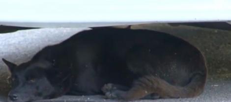 Străzile din Motru, invadate de maidanezi