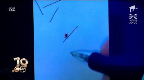 Smiley News! Gândacul de pix, cea mai nouă specie de insecte