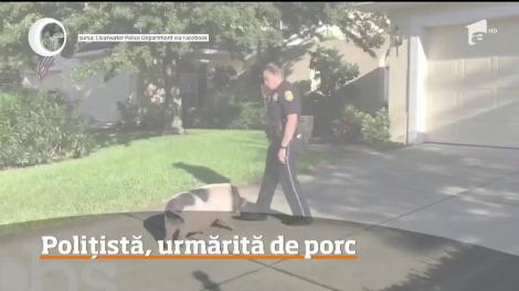 Întâmplare neobişnuită a avut loc în Statele Unite. Un porc a urmărit o poliţistă din Florida