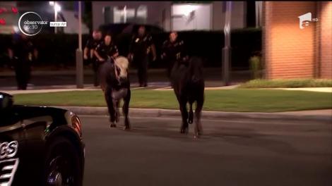 O autostradă din sudul Statelor Unite a devenit teren improvizat de rodeo, după accidentul unui camion care transporta aproape 90 de vaci