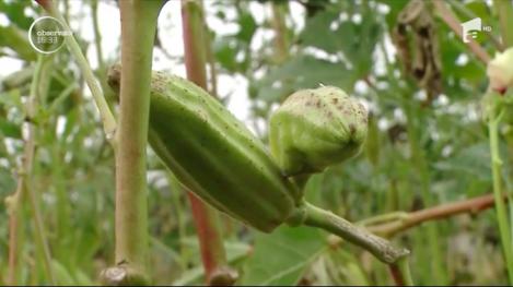 Bamele, o afacere în creştere şi în România. Un kilogram poate să coste și 30 de lei