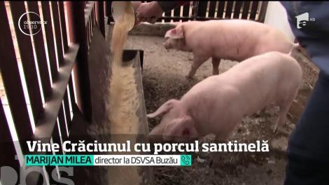 De Crăciun, în satele afectate de pestă, oamenii vor avea în gospodării porci-santinelă. Cadou de la stat