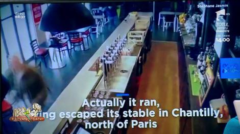 Smiley News! Calul care cere bere la bar