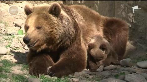 Un pui de urs topeşte inimile celor care vizitează grădina zoologică din Târgu-Mureş. Are deja opt luni, iar îngrijitorii îi caută un nume. Cum puteţi deveni naşi