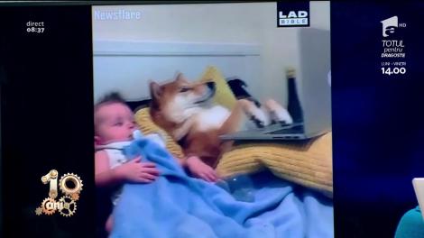 Smiley News! Cum să adormi un copil și un cățel