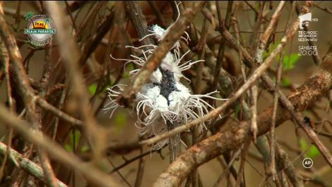 Un păianjen îi provoacă un atac de panică Paulei Chirilă în ”Ultimul Trib”: "Eu sufăr de arahnofobie, nu știu ce caut eu aici"