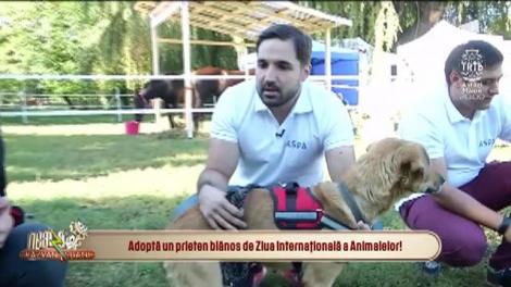 Adoptă un prieten blănos de Ziua Internațională a animalelor