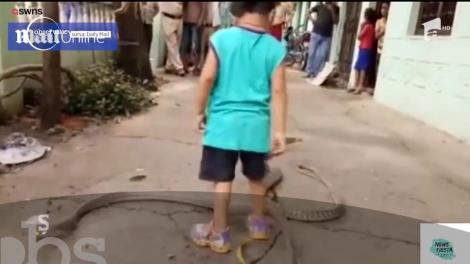 Imagini şocante: un băieţel de numai trei ani se joacă, fără nicio teamă, cu doi şerpi uriași!