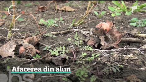 Nucile româneşti au concurenţă din Italia: alunele de pădure se vând ca pâinea caldă în pieţe şi în supermarketuri