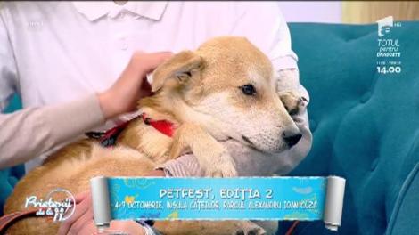 Lama, invitatul surpriză din platoul "Prietenilor de la 11": "Doritorii pot adopta un animăluț în cadrul PetFest"
