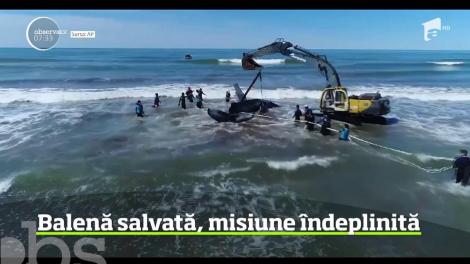Operaţiune de amploare în Argentina. Zeci de oameni au muncit, fără întrerupere, aproape 30 de ore, pentru a salva o balenă care eşuase pe o plajă