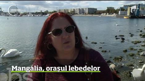 Oraşul Mangalia s-a transformat &icirc;n "Regatul Lebedelor"