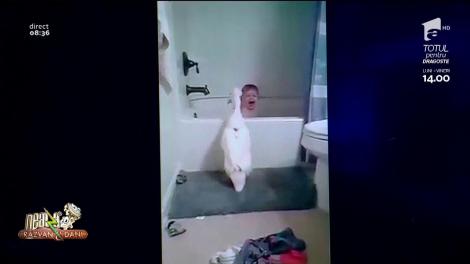 Smiley News. Un copilaș face baie cu o rață moțată