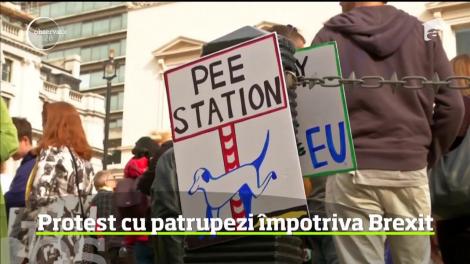 O manifestaţie pentru un nou referendum pe tema Brexit a reunit, la Londra, aproape o mie de oameni însoţiţi de câinii lor