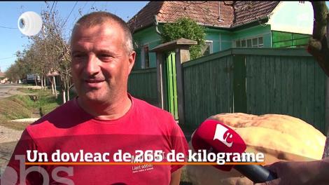 265 de kilograme, atât cântărește cel mai mare dovleac din România