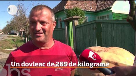 265 de kilograme, atât cântărește cel mai mare dovleac din România