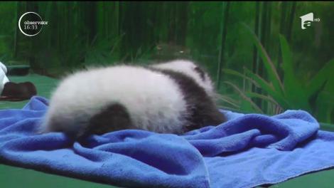 Doi pui de Panda Gigant somnoroşi. Dorm nu mai puţin de 23 de ore pe zi!