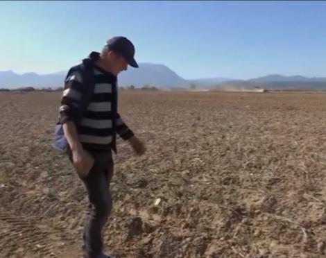 Cartofii sunt mai puţini în acest an. Ce preţuri vom avea pe tarabe