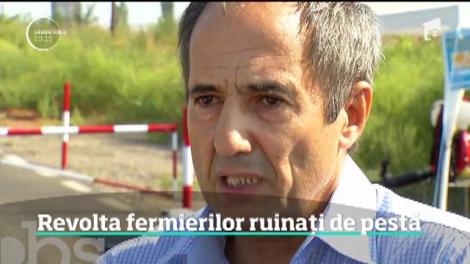 Revolta din Parlament a fermierilor ruinați de pesta porcină