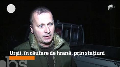 Al doilea urs capturat la Sovata