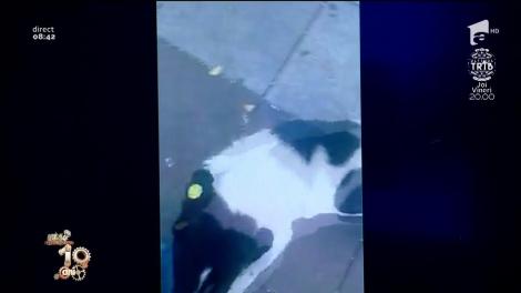 VIDEO! Un bărbat și-a găsit câinele pierdut după trei ani de zile! Reacția animalului te va face să plângi