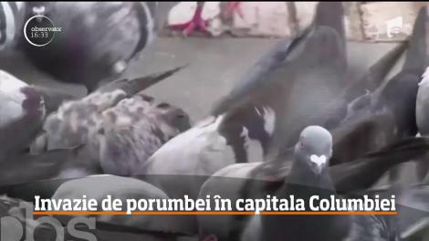 Invazie de porumbei în capitala Columbiei