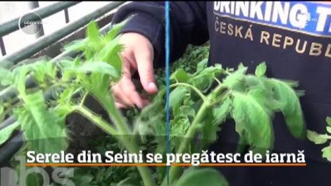 Serele Liceului Agricol din Seini, pregătite de elevi pentru iarnă