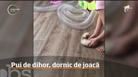 Pui de dihor, vedetă în mediul online