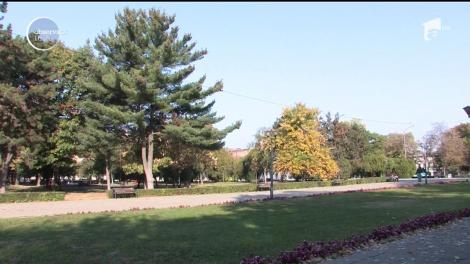 Afacere se sezon. Câștigă zeci de mii de lei din frunzele care cad din copaci