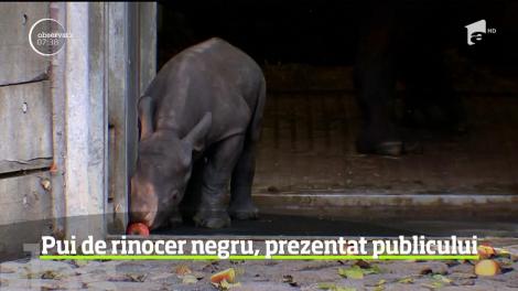 Imagini inedite surprinse la Grădina Zoologică din Berlin. Un pui de rinocer negru a fost prezentat în premieră publicului