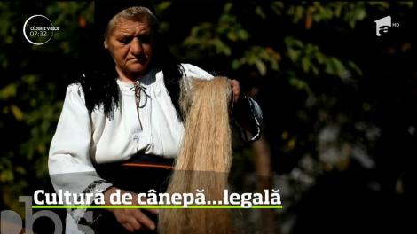 Cultura de cânepă, odată îndeletnicirea ţăranilor români, renaşte la Bistriţa!
