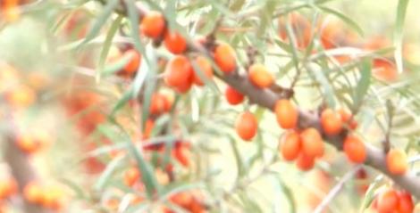 E foarte ușor de găsit! Planta despre care medicii spun că te ferește de orice răceală sau gripă