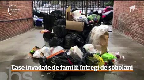 Case, din New York, invadate de familii întregi de șobolani