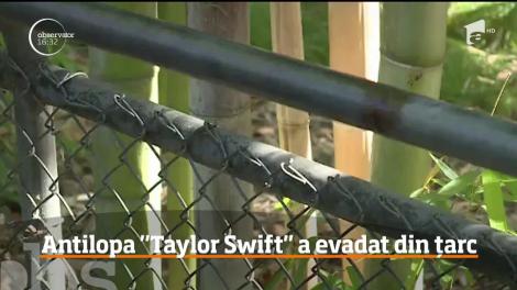 Antilopa "Taylor Swift" a evadat de la o grădină zoologică din Statele Unite