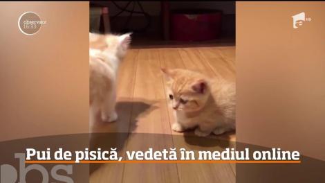 Un pui de pisică a devenit vedetă în mediul online după ce a fost filmat în timp ce execută ca la carte un set de mişcări realizate de un frăţior de al său