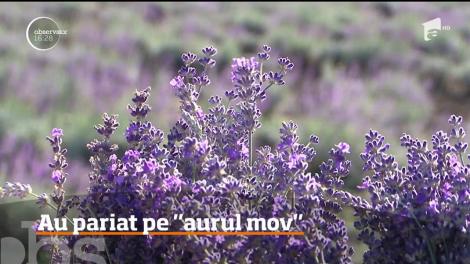 Culturile de lavandă sunt un pariu câştigat pentru tot mai mulţi agricultori din România