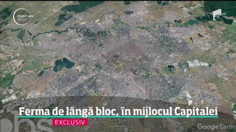 Şi-au cumpărat vile de lux în Bucureşti, dar au ajuns să trăiască printre porci şi vaci! Cum e posibil