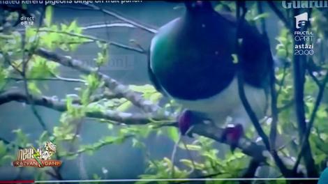El e porumbelul veșnic BEAT! Degeaba îl duc oamenii la dezalcoolizare, că tot matol e și tot se crede liliac! (VIDEO)