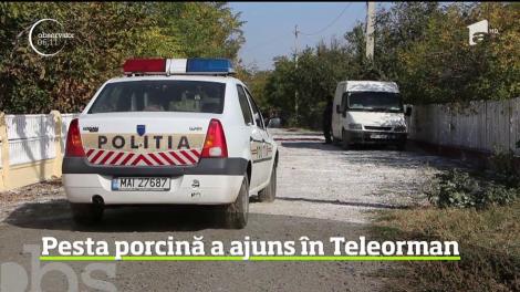 În ciuda măsurilor şi a sutelor de mii de animale omorâte, epidemia de pestă porcină pare greu de stăpânit