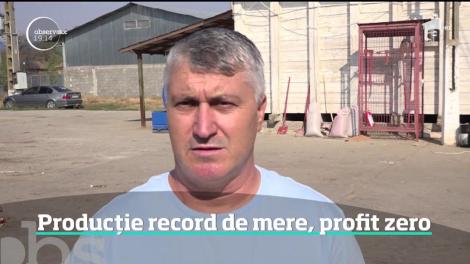 Merele româneşti se vând la preţ de nimic, după o recoltă impresionantă. Un kilogram costă doar 20 de bani