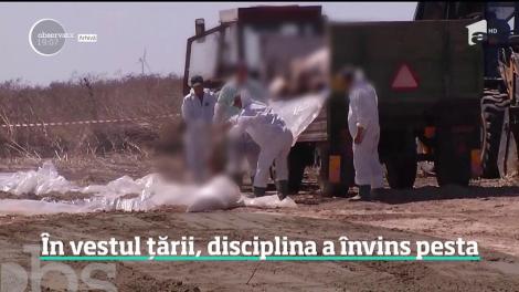 Pesta porcină bate la porţile fermei lui Dragnea Junior! Virusul a ajuns şi în judeţul Teleorman