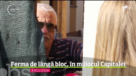 Vaci, porci şi oi crescute printre mormane de gunoaie în ferme improvizate, culmea, în mijlocul oraşului