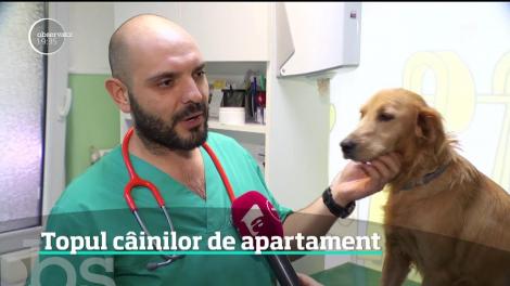 Cele mai potrivite rase de câini pentru apartament, conform specialiştilor