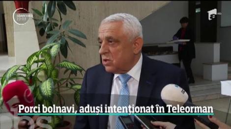 Ipoteză halucinantă &icirc;n cazul porcilor infectați cu pestă găsiți &icirc;n Teleorman! Ministrul Agriculturii a făcut anunțul: &rdquo;O m&acirc;nă criminală!&rdquo;