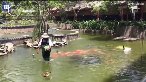 Un adevărat spectacol este oferit în Sri Lanka, de peştii dintr-un bazin decorativ